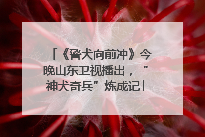 《警犬向前冲》今晚山东卫视播出，“神犬奇兵”炼成记