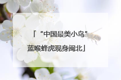 “中国最美小鸟”蓝喉蜂虎现身闽北