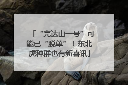 “完达山一号”可能已“脱单”！东北虎种群也有新喜讯