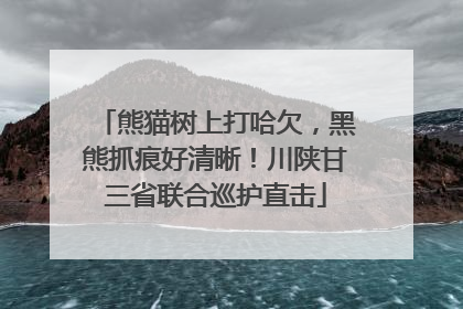 熊猫树上打哈欠，黑熊抓痕好清晰！川陕甘三省联合巡护直击