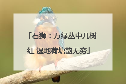 石狮:万绿丛中几树红 湿地荷塘韵无穷