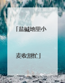 盐碱地里小麦收割忙