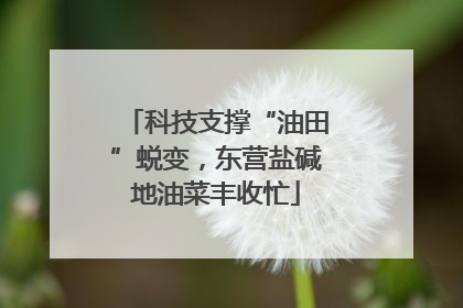 科技支撑“油田”蜕变，东营盐碱地油菜丰收忙