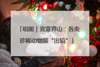 组图｜宜章莽山：各类珍稀动物频“出镜”