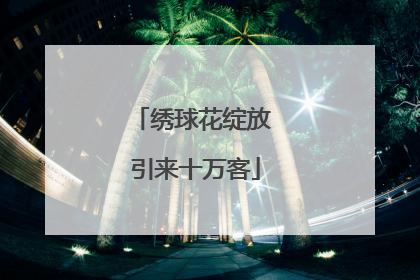 绣球花绽放 引来十万客