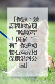 保康：楚源福地惊现“嘎嘎鸡”！国家“三有”保护动物石鸡亮相保康沿河公园