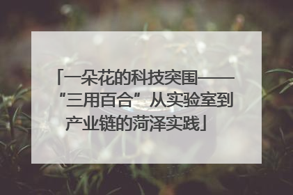一朵花的科技突围——“三用百合”从实验室到产业链的菏泽实践