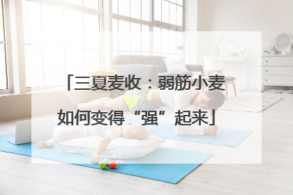 三夏麦收：弱筋小麦如何变得“强”起来