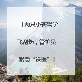 两只小苍鹭学飞刮伤，管护员紧急“送医”