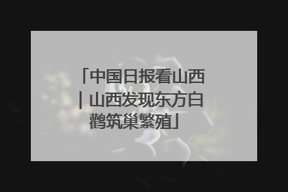 中国日报看山西｜山西发现东方白鹳筑巢繁殖