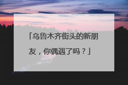 乌鲁木齐街头的新朋友，你偶遇了吗？