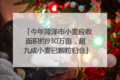 今年菏泽市小麦应收面积约930万亩，超九成小麦已颗粒归仓