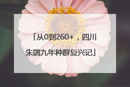 从0到260+，四川朱鹮九年种群复兴记