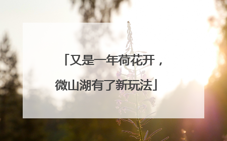 又是一年荷花开，微山湖有了新玩法