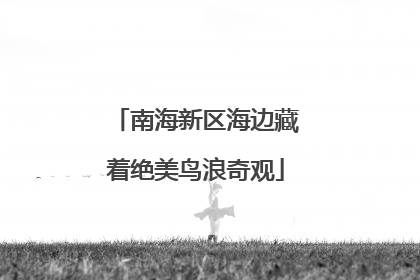 南海新区海边藏着绝美鸟浪奇观
