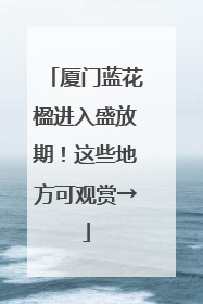 厦门蓝花楹进入盛放期！这些地方可观赏→