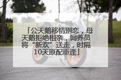 公天鹅移情别恋，母天鹅拒绝相亲，饲养员将“新欢”送走，时隔10天原配重逢