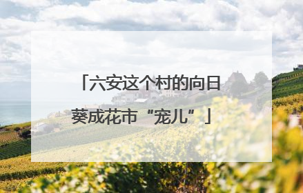 六安这个村的向日葵成花市“宠儿”
