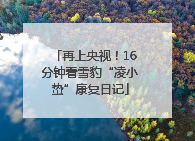 再上央视！16分钟看雪豹“凌小蛰”康复日记