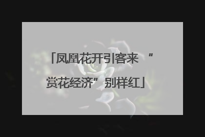 凤凰花开引客来 “赏花经济”别样红