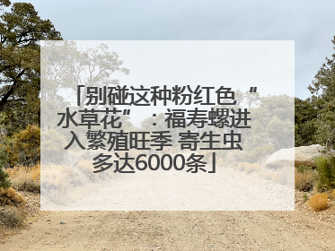 别碰这种粉红色“水草花”：福寿螺进入繁殖旺季 寄生虫多达6000条