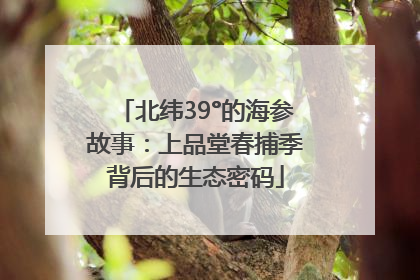 北纬39°的海参故事：上品堂春捕季背后的生态密码