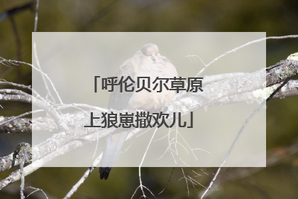 呼伦贝尔草原上狼崽撒欢儿