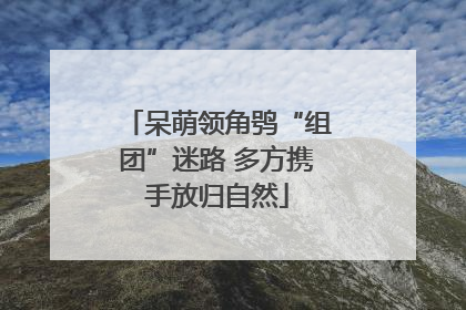 呆萌领角鸮“组团”迷路 多方携手放归自然