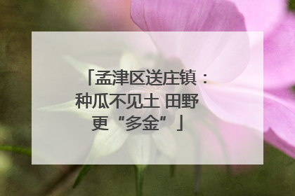 孟津区送庄镇：种瓜不见土 田野更“多金”