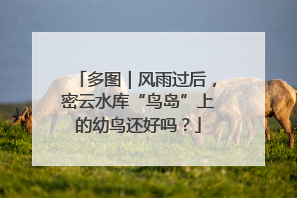 多图｜风雨过后，密云水库“鸟岛”上的幼鸟还好吗？