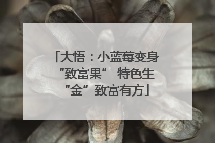 大悟：小蓝莓变身“致富果” 特色生“金”致富有方