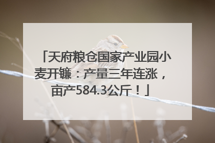 天府粮仓国家产业园小麦开镰：产量三年连涨，亩产584.3公斤！