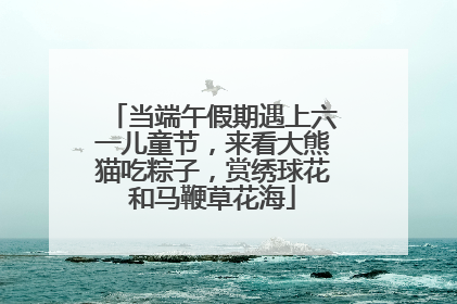 当端午假期遇上六一儿童节，来看大熊猫吃粽子，赏绣球花和马鞭草花海
