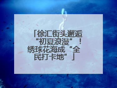 徐汇街头邂逅“初夏浪漫”！绣球花海成“全民打卡地”