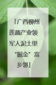 广西柳州莲藕产业领军人泥土里“掘金”富乡邻