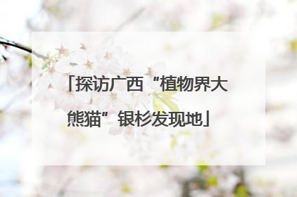 探访广西“植物界大熊猫”银杉发现地