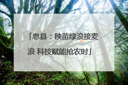 息县：秧苗绿浪接麦浪 科技赋能抢农时