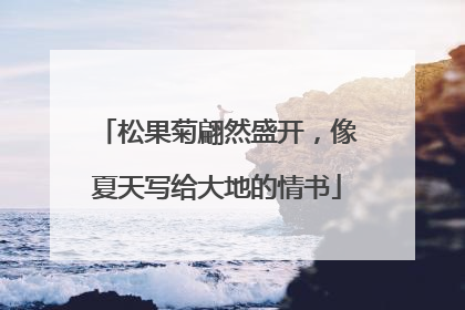 松果菊翩然盛开，像夏天写给大地的情书