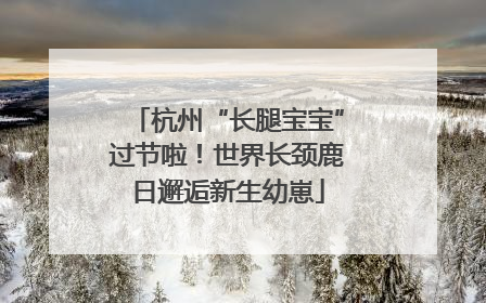 杭州“长腿宝宝”过节啦！世界长颈鹿日邂逅新生幼崽