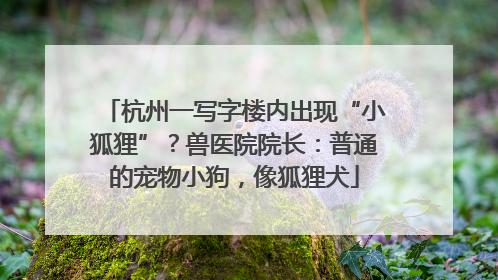 杭州一写字楼内出现“小狐狸”？兽医院院长：普通的宠物小狗，像狐狸犬