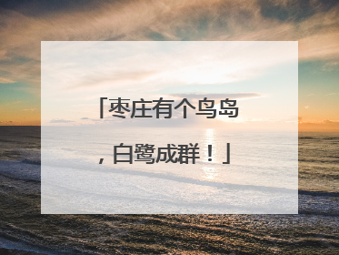 枣庄有个鸟岛，白鹭成群！
