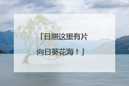 日照这里有片向日葵花海！