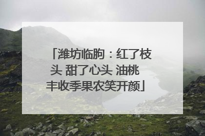 潍坊临朐：红了枝头 甜了心头 油桃丰收季果农笑开颜