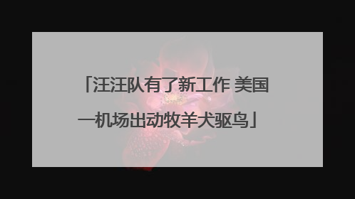 汪汪队有了新工作 美国一机场出动牧羊犬驱鸟