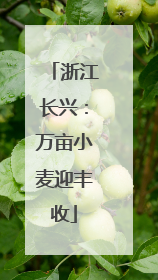 浙江长兴：万亩小麦迎丰收
