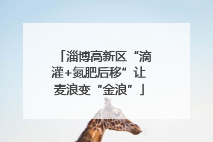 淄博高新区“滴灌+氮肥后移”让麦浪变“金浪”