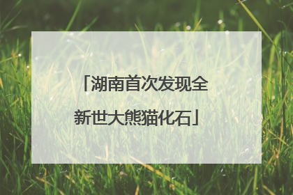 湖南首次发现全新世大熊猫化石