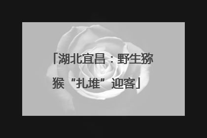 湖北宜昌：野生猕猴“扎堆”迎客
