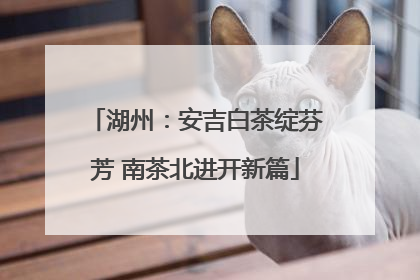 湖州：安吉白茶绽芬芳 南茶北进开新篇
