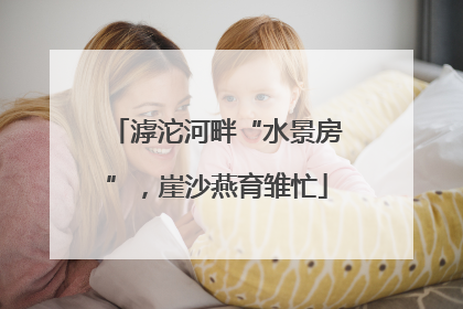 滹沱河畔“水景房”，崖沙燕育雏忙